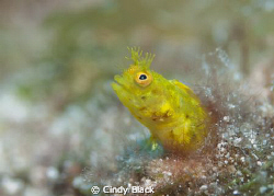 Finding a critter that is as intent on feeding as I am in... by Cindy Black 
